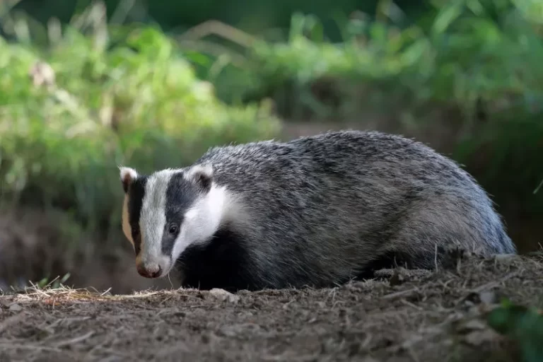 Badger Cull