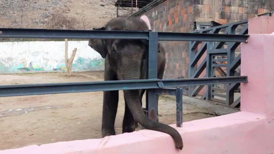 Bunka the Elephant at Yerevan Zoo in Armenia